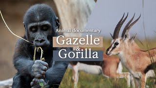 Gazelle, Gorilla [Animal Documentary]