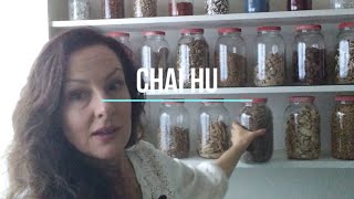 🌿 Extremely Stressed Out? Chai Hu herbal medicinal tea treats stress  #Shorts #StressRelief #Herbs