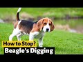 How to Completely Stop Beagle's Digging Behavior?