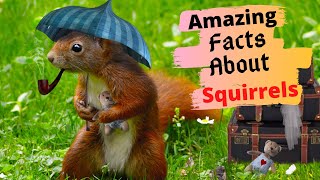 Top 20 Amazing Facts About Squirrels
