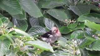 コムクドリ雄/Chestnut cheeked Starling