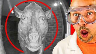 Strangest Extinct Animals Caught On Camera