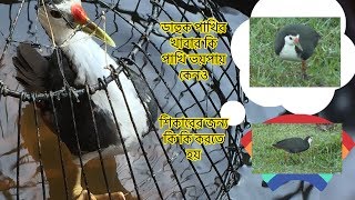 ডাহুক পাখির খাবার কি । পাখি ভয় পায় কেনও ।ডাহুক পাখির শিকার করতে কি লাগে । বাহিরে নিলে পাখি ডাকে না