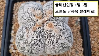 ❤️🌵👍[1월 5일] 오늘도 신나는 난봉옥 릴레이! - 금비