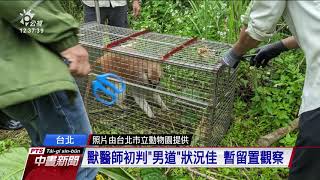 紅猴「男道」回家了 北市動物園今成功誘捕｜20210318 公視中晝新聞