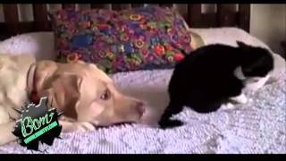 DOGS ANNOYING CAT: JAMAICAN DUBBING 2015 ANIMAL TALKS