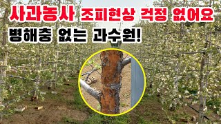 사과농사 조피현상 해결과 병해충 극복