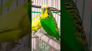 Милка Лунтик скоро уборка #parrot