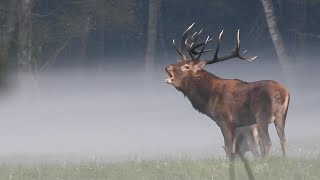 Rykowisko 2024 Mazury, Pomorze, Białowieża i Kampinos