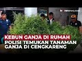 40 Pohon Ganja di Atap Rumah Cengkareng: Paman dan Keponakan Ditangkap | OneNews Update