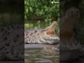 crocodile 🐊 eyes 👀 shortvideo 😱 ytshort viralvideo animals channelsubscribe