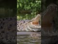 crocodile 🐊 eyes 👀 shortvideo 😱 ytshort viralvideo animals channelsubscribe