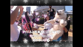 💖サモエドさくら💖超かわいいアイドルがいっぱい神戸フェス✨✨💖🐶🐕🐩