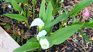 White and pink calla lily flowers