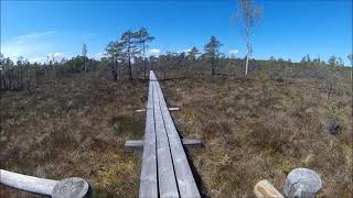 Jurmala, Kemeri National Park  In Latvia. Swamp. Nature trail.