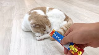 ぐっすり寝てる子猫にチュールを近づけてみたらまさかのこうなりましたw