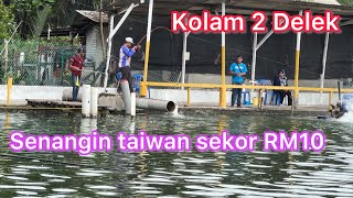 Sabtu 23-11-2024 kolam 2,Delek dapat senangin taiwan dapat rm10 sekor #fish #grouperfish #fishing