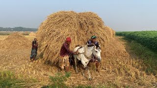 দখুন কত কষ্ট করে ঘোড়া গাড়ি দিয়ে কাজ করা হয়। Horse Power। Village Farmer Hard work