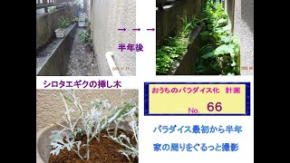 シロタエギクの挿し木と、家の周りをぐるっと撮影（あちこち雑草が増えました）2022年5月5日（おうちパラダイス化計画、ナンバー：66）