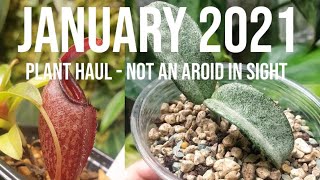 AROID FREE PLANT HAUL - January 2021 - not an aroid in sight!