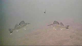 Ice Fishing Schools of Walleyes with an Underwater Camera!