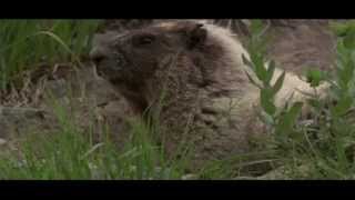 Mountain Moment: Meadow Marmots