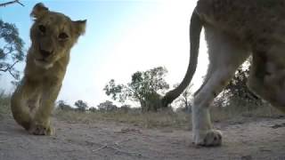 Lion GoPro