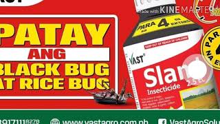 SLAM INSECTICIDE 2.5EC mabisang pamatay black bug at rice bug!