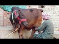 cholstani frizen cross cow milk 20 kg 03014865352 youtube. 7 2 25