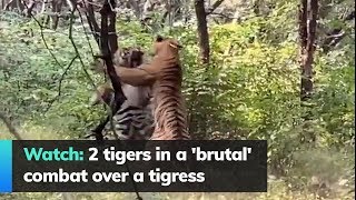 Watch: 2 tigers in a 'brutal' combat over a tigress