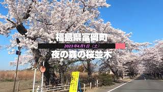 絶景の桜並木！福島県富岡町 夜の森の桜並木 2023年4月1日（土）