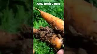 #ooty #fresh #carrot #nilgiris #kotagiri #vegetable #garden #farm #agriculture #shorts #vimalsworld