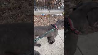 Look no Hands #dogwalk #dogdaycare #dogtrainersofig #dog #canecorso #triamericanbully #puppy #cat