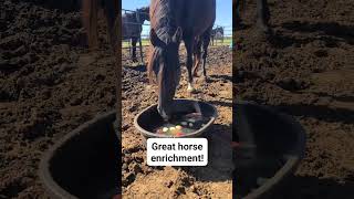 Bobbing for apples!  Equine enrichment.  #hopteammcswagger