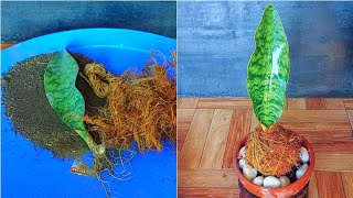 Kokedama DIY: Whale Fin Sansevieria in Coconut Husk | Easy \u0026 Aesthetic Plant Hack!