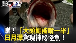 嚇！「大頭鰱被啃一半」日月潭驚現神秘怪魚 竟是「淡水河霸主」！？ 關鍵時刻 20170301-3 黃創夏 馬西屏 朱學恒