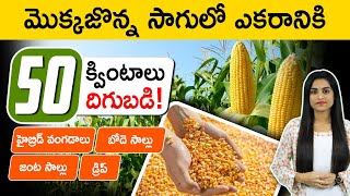 Sweet Corn Farming In Telugu - Get 50 Tons in 1 acre of Land|మొక్క జొన్న సాగు|Sweet Corn Cultivation