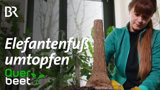 Elefantenfuß umtopfen - Tipps von Sabrina