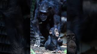 Evolution of human intelligence | Wikipedia audio article