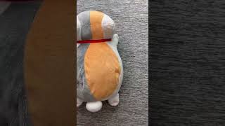 にゃんこ先生にしか見えない猫【#shorts #cat #ネコ #にゃんこ先生】