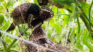 Black Bulbul Feeding MASSIVE Black Butterfly | Bulbul baby birds in nest  | bird videos | day 5 EP 7