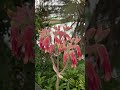 Kalanchoe gastonis-bonnieri| Kalanchoe flower #kalanchoes #kalanchoeplant #shorts #shortvideo