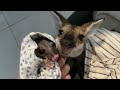 有袋類 カンガルー＆ポッサム の授乳 kangaroo u0026 possum milk feeding 野生動物のお世話