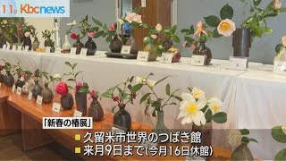 久留米市で「新春の椿展」