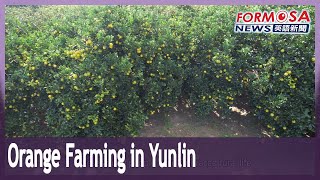 Young people revitalize orange farming in Gukeng Township, Yunlin｜Taiwan News