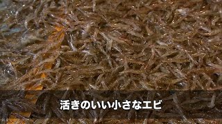 【岡山県】年間50万尾の赤ちゃんを育成！ 岡山県の海の資源を守るため20年続いている取り組み｜ソーシャルイノベーションニュース