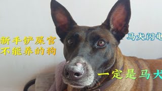 马犬你居然是这种狗？一到干活800个心眼，这狗真不是正常人养的