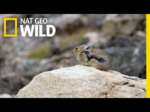 What kind of animal is a Pika?