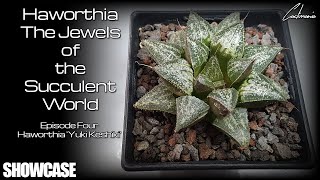 Haworthia - The Jewels of the Succulent World - Episode Four - Haworthia 'Yuki Keshiki'