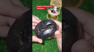 🔥 Lakshmi-Narasimha Shaligram ✨#trending #krishna #viral #shorts #iskcon #shaligram #youtubeshorts